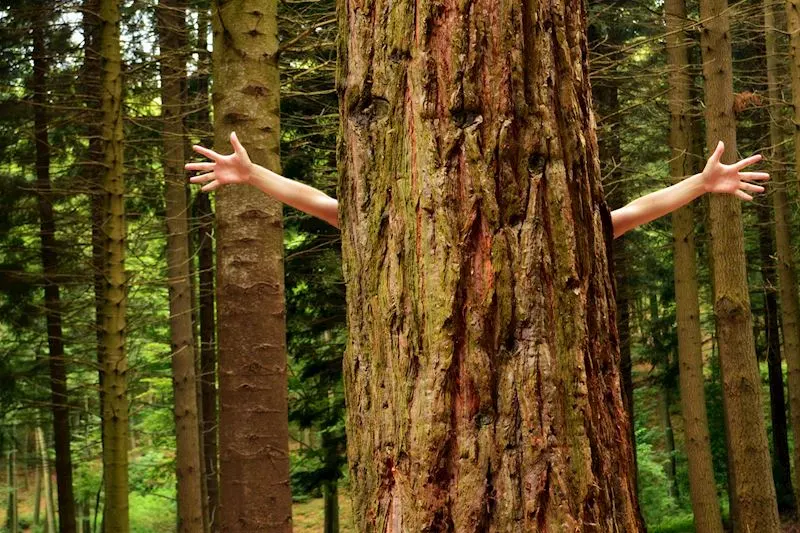 picture of someone behind a tree about to hug it.