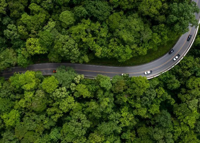 Aerial view of vehicles on a road driving through a forest