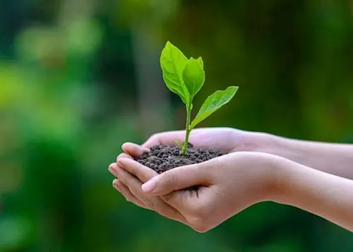 Person holding a budding tree in their hands